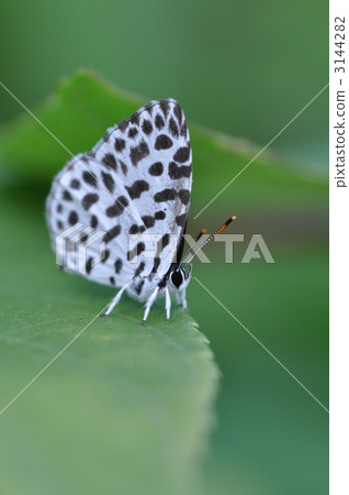 森林皮埃羅 蝴蝶 沙依蝴蝶 3144282