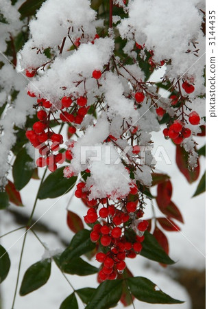 Southern skies on the snow Southern skies on the snow 3144435