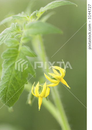 Tomato flowers Tomato flowers 3144727