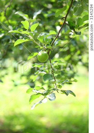 The taste of first love The taste of first love 3145294