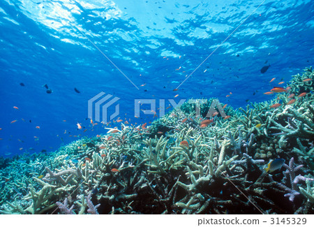 school of fish, coral, branch coral 3145329
