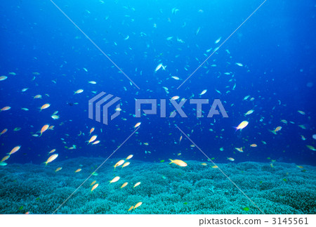 school of fish, coral, crimson sea bream 3145561