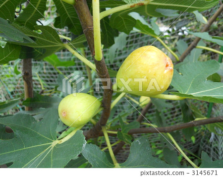 花果 綠葉 食物 3145671