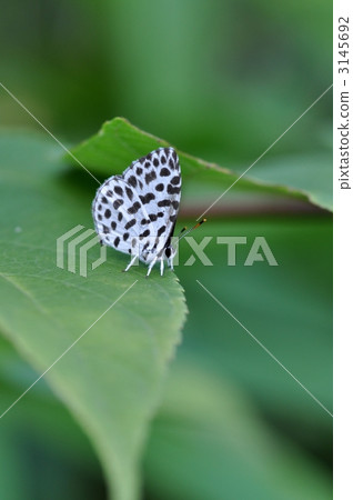 蝴蝶 森林皮埃羅 沙依蝴蝶 3145692