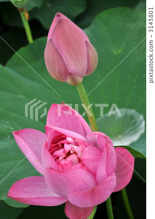 明日香村蓮花 3145801