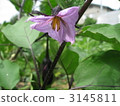 eggplant flower, home garden, aubergine flowers 3145811