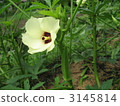 okrflower, kitchen garden, home garden 3145814
