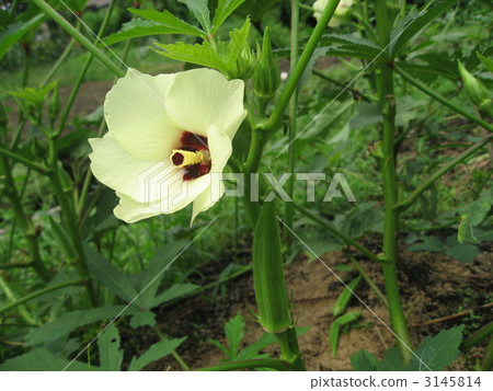 秋葵花 菜園 家庭花園 3145814