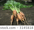 carrots, carrot, just produced 3145818