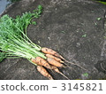 Root Vegetables, carrots, carrot 3145821