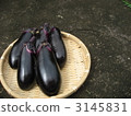 eggplant, just produced, freshly produced 3145831