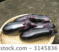 eggplant, long eggplant, the height 3145836