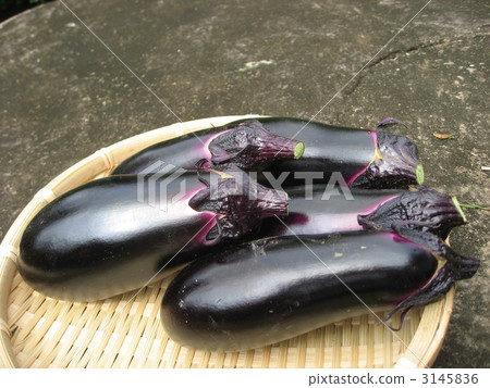 eggplant, long eggplant, the height 3145836