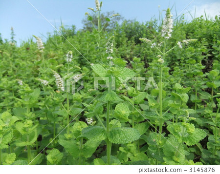 Wild mint. Also called mint. 3145876