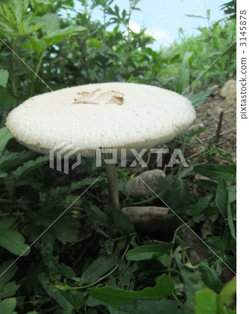 Okinawa karakasatake. A gigantic mushroom that is white and 13-15 cm in diameter. 3145878