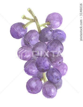 Big Peak Grapes 3146016