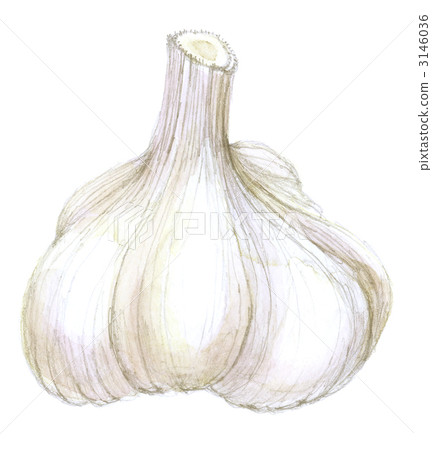 1大蒜 1大蒜 3146036