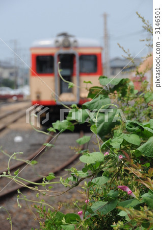 站在家裡的牽牛花 站在家裡的牽牛花 3146501