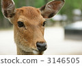 deer, deers, animal 3146505