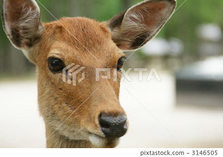 鹿 動物 奈良的鹿 3146505