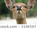 deer, deers, animal 3146507