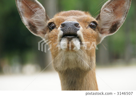 鹿 動物 奈良的鹿 3146507