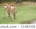 deer, deers, animal 3146508