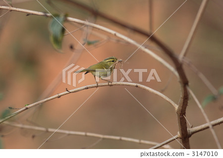 廣州Ogiramusushii 3147010