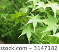 藍葉 3147182