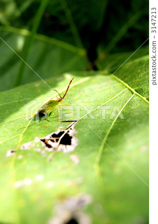 Hoshi Hararillo直升機蟲 Hoshi Hararillo直升機蟲 3147213