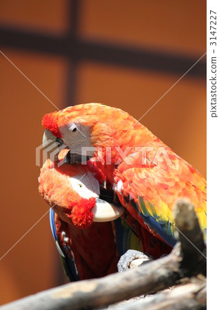scarlet macaw, grooming, parrot 3147227