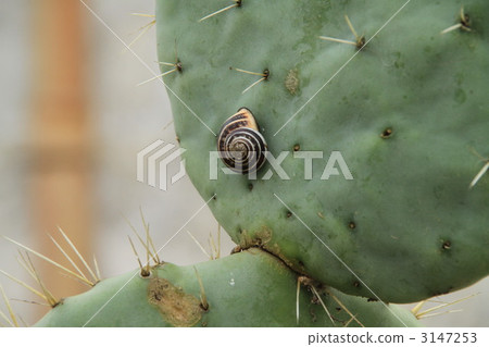 Petit cactus and snail 3147253