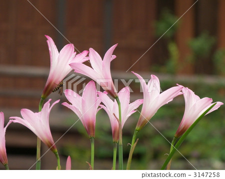 Saffron Moddoki 3147258