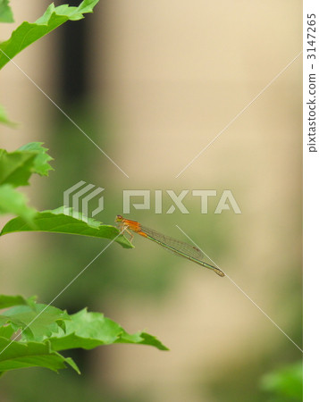 Ao montitonbo 3147265