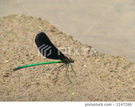 Atrocalopteryx蟬 3147266