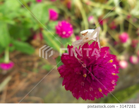 戰國和Azuchigumo 戰國和Azuchigumo 3147281