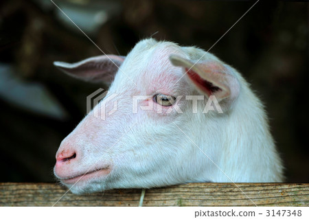 Goat  3147348