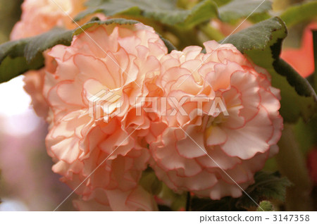 Bulb Pegonia (picoti) 3147358