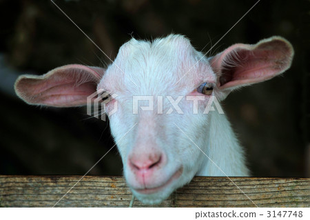 Goat  3147748