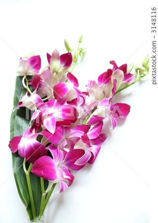 冉登 冉登 3148116