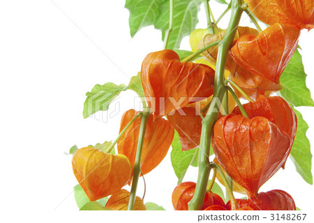 Cheeks Cheeks 3148267