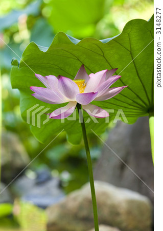 Lotus flower Lotus flower 3148277