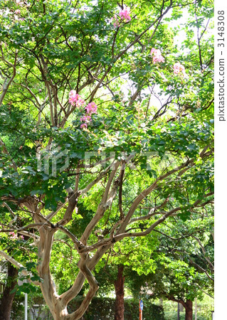 Crispberry tree 3148308