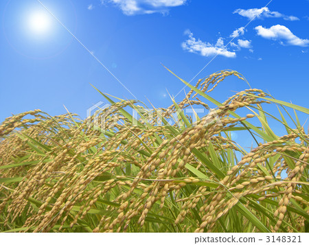 Rice field 3148321