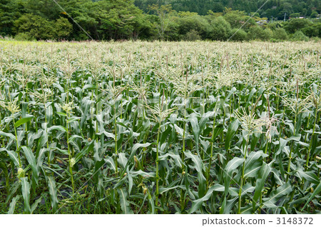 Corn field of Kaeda Kogen Corn field of Kaeda Kogen 3148372