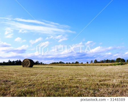 pasture, forage, animal feed 3148389