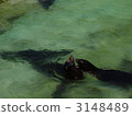 California sea lion 3148489