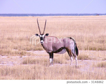鹿 納米比亞 一隻動物 3148862