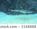 鹹水魚 海水魚 海魚 3148888