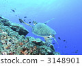 海底的 海裡 戴水肺潛水 3148901